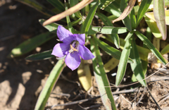 Campanula parryi