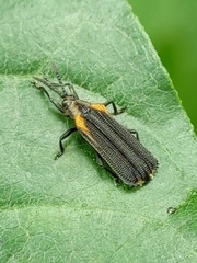Heterispa vinula