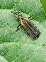 Heterispa vinula