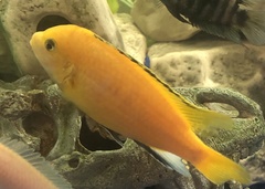 Labidochromis caeruleus