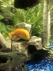 Labidochromis caeruleus