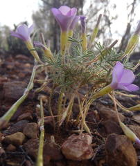 Oxalis engleriana