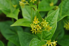 Vincetoxicum forrestii