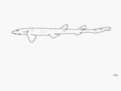Taiwan Saddled Carpet Shark photo 2