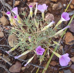 Oxalis engleriana