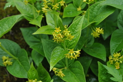 Vincetoxicum forrestii