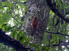 Dendrocolaptes picumnus