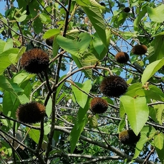 Apeiba tibourbou