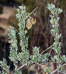 Wiborgia leptoptera cedarbergensis