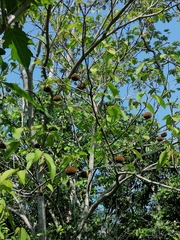 Apeiba tibourbou