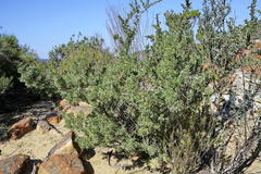 Wiborgia leptoptera cedarbergensis