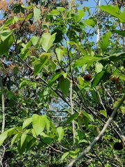 Apeiba tibourbou