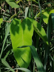 Apeiba tibourbou