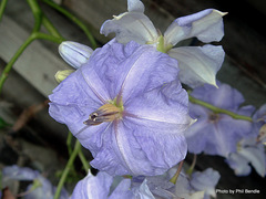 Solanum wendlandii