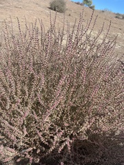 Salsoleae