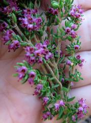 Erica hispidula hispidula