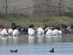 Phoenicopterus roseus