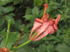Lilium pensylvanicum