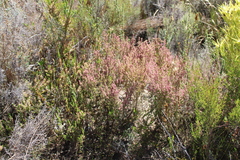 Erica puberuliflora