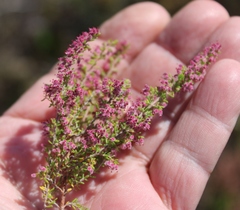 Erica puberuliflora