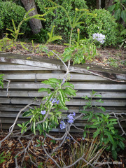 Solanum wendlandii