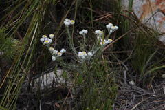 Achyranthemum paniculatum
