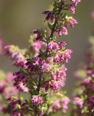 Erica puberuliflora