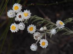 Achyranthemum paniculatum