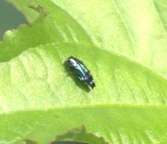 Agrilus acutus