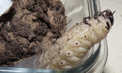 Mecynorhina passerinii