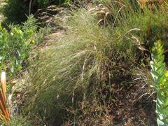 Schoenus graminifolius