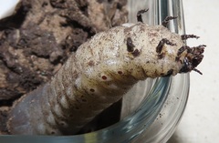 Mecynorhina passerinii