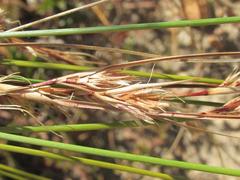 Schoenus graminifolius