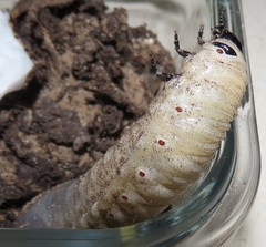 Mecynorhina passerinii