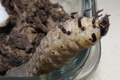 Mecynorhina passerinii