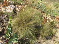 Schoenus graminifolius