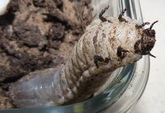 Mecynorhina passerinii