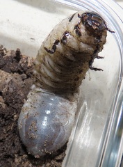 Mecynorhina passerinii