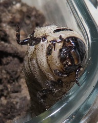 Mecynorhina passerinii