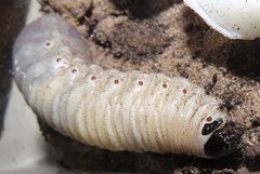 Mecynorhina passerinii