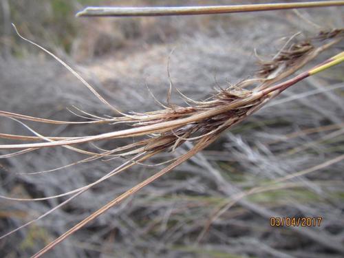 Grassleaf Veldrush (Schoenus graminifolius)