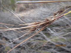 Schoenus graminifolius