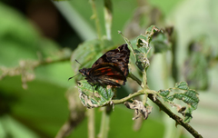 Noctuana haematospila