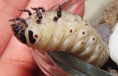 Mecynorhina passerinii