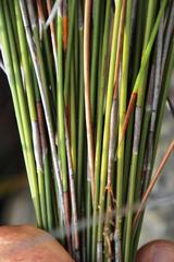 Hypodiscus argenteus