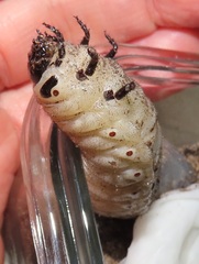 Mecynorhina passerinii