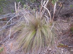 Schoenus graminifolius