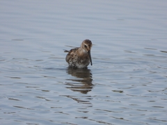 Calidris alpina