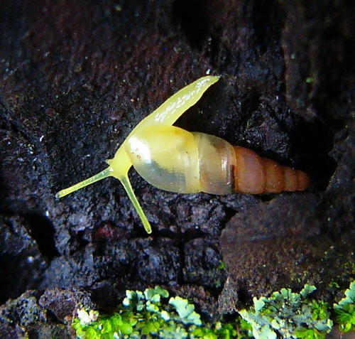 Miniature Awlsnail
