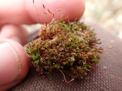 Bryoerythrophyllum recurvirostrum